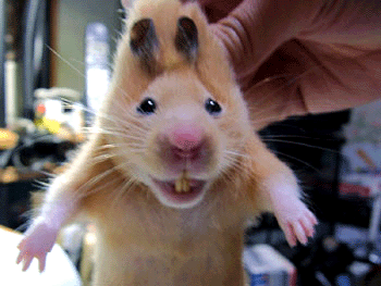 coucou